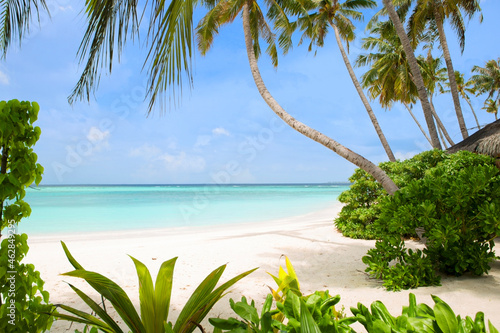 Dream beach with palms on the Maldives photo