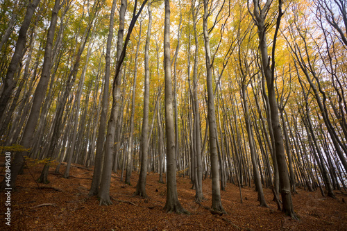 Germany, Ruegen, Autumn hornbeam tree (Carpinus betulus) forest photo
