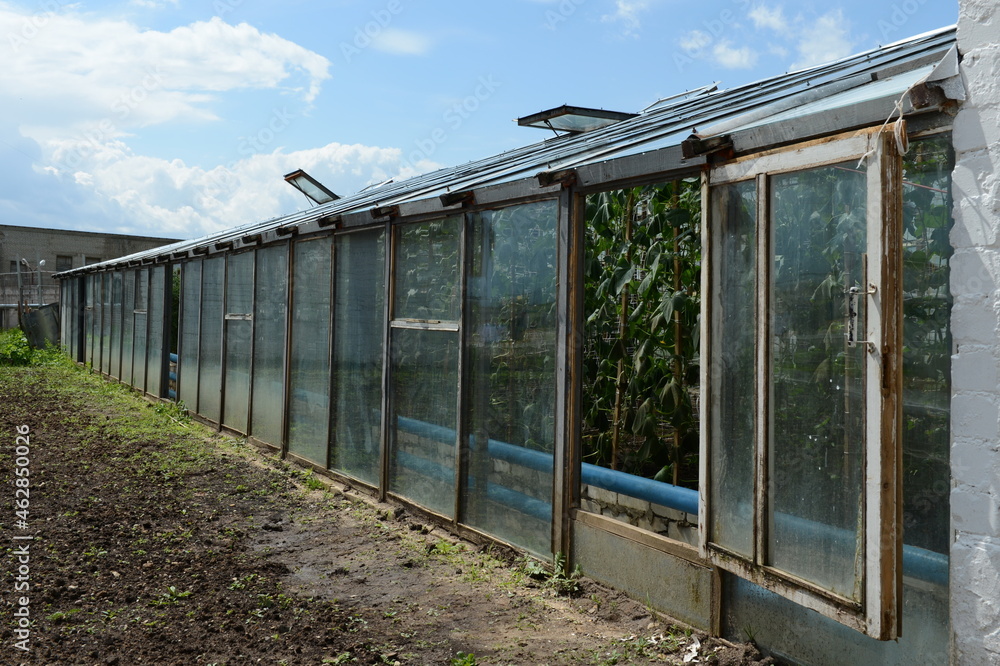 Greenhouse for growing fresh greenery on the territory of a prison hospital in the Tver region Greenhouse for growing fresh greenery on the territory of a prison hospital in the Tver region