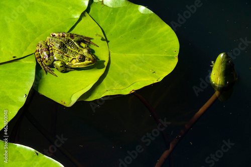 Pool frog perching on lily pad photo
