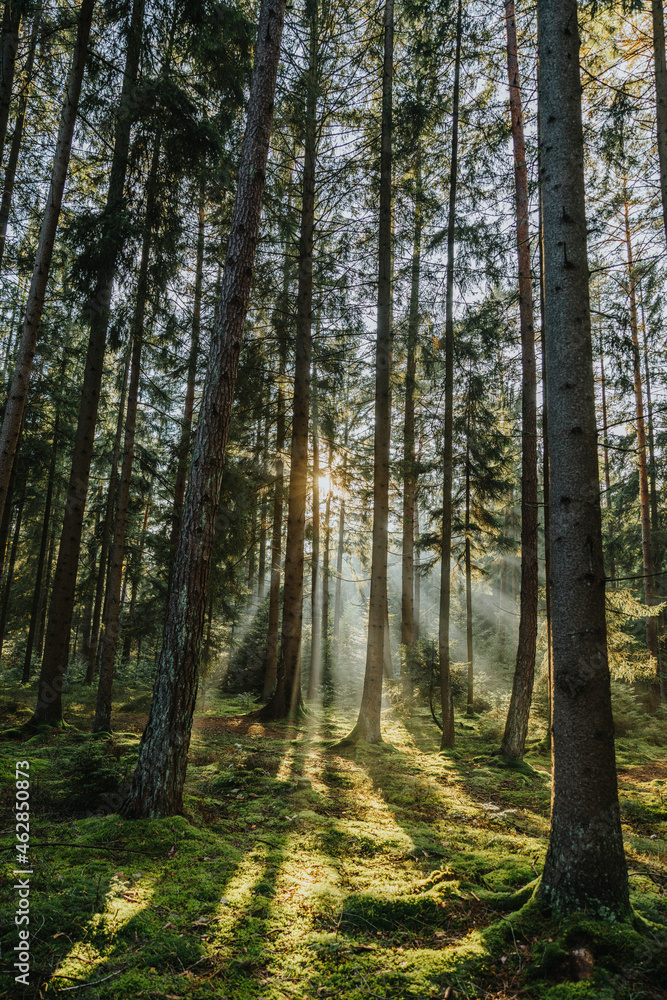 Sun rays passing through trees in forest Sun rays passing through trees in forest