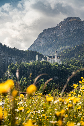 Germany, Bavaria, Schwangau, Neuschwanstein Castle and mountains with yellow flowers in meadow in foreground photo