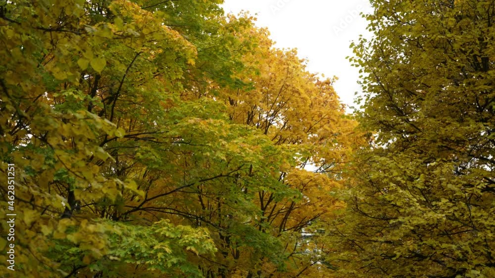 Colored deciding on the trees in the som early autumn, autumn landscape. slow motion. colored leaves on trees . dolly shot camera Colored deciding on the trees in the som early autumn, autumn landscape. slow motion. colored leaves on trees . dolly shot camera
