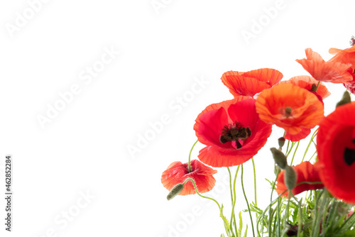 Flowers red poppies or corn poppy, corn rose, field poppy on a white background