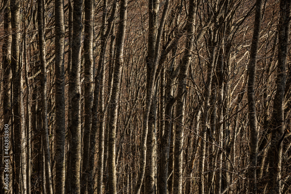 Bare beech tree trunk in forest during winter Bare beech tree trunk in forest during winter