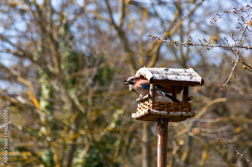 Germany, Bavaria, Wurzburg, Eurasian jay (Garrulus glandarius) perching on edge of bird feeder