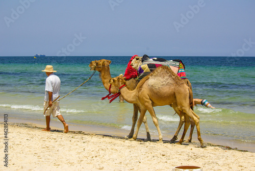 Monastir  Tunisia  Africa - July  2012  A man leads two camels along the beach of Monastir