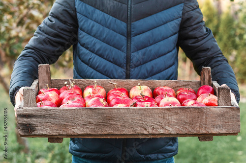 Apples ripe red. Harvest fresh apples in wooden box in mens hands