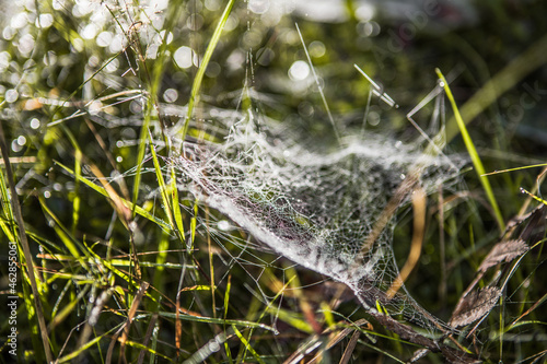 Almost Indian-summer weather here in mid-September..Autumn morning with dewdrops on the grass and a beautiful cobweb on the lawn. Protection of the untouched natural environment. 