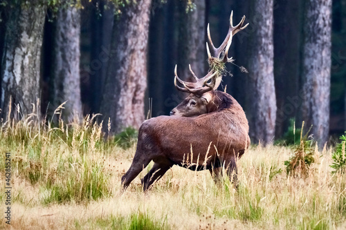 Fototapeta Naklejka Na Ścianę i Meble -  Rotwild ( Cervus elaphus ).