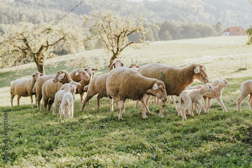 Schafe auf der Weide