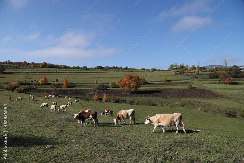 most beautiful autumn landscape photos. ardahan .turkey most beautiful autumn landscape photos. ardahan .turkey