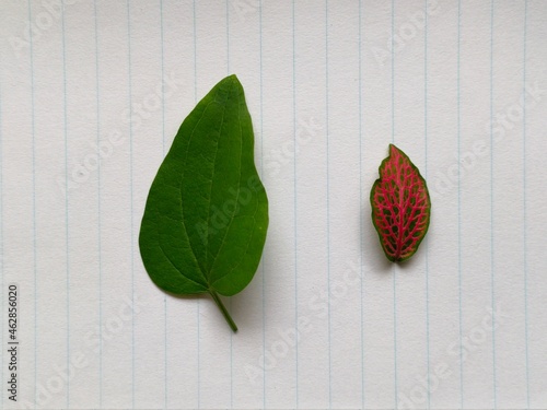 Leaf on paper