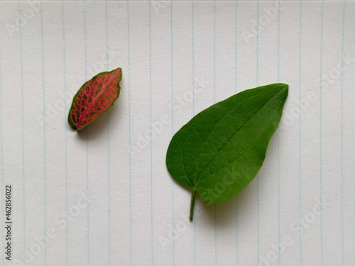 Leaf on paper