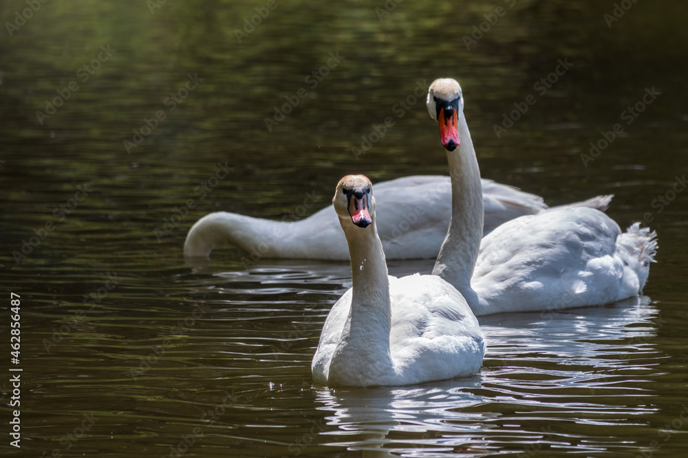 Graceful white Swans swimming in the lake, swans in the wild Graceful white Swans swimming in the lake, swans in the wild