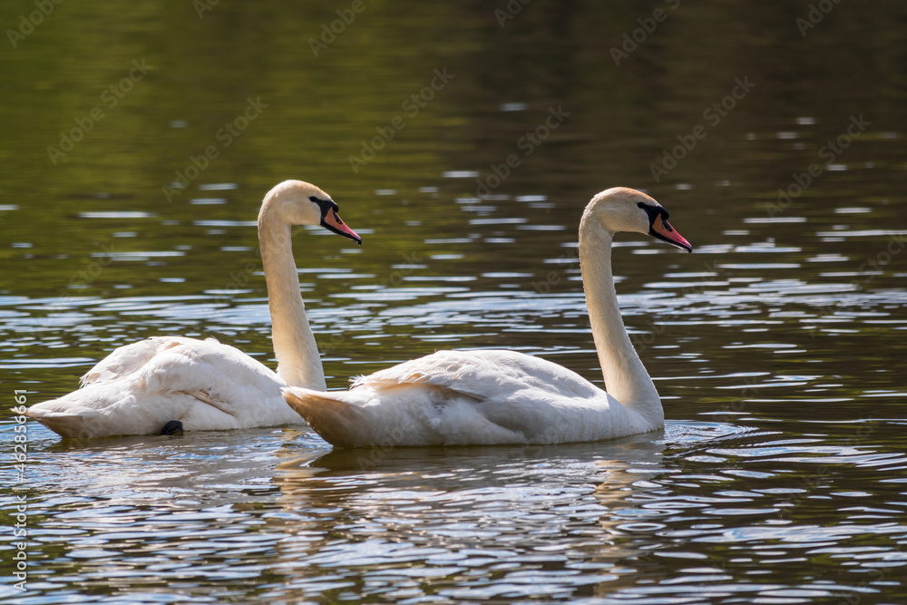 Two graceful white swans swim in the dark water. Two graceful white swans swim in the dark water.