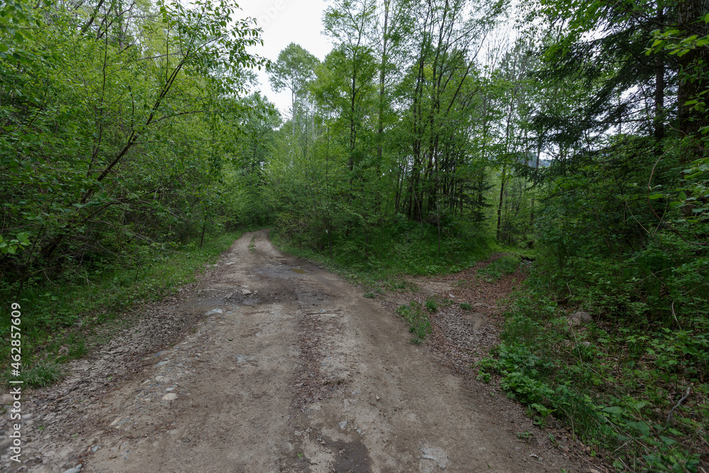 Forest Road. Bad forest road in the Russian taiga. An old timber road in the taiga. Forest Road. Bad forest road in the Russian taiga. An old timber road in the taiga.