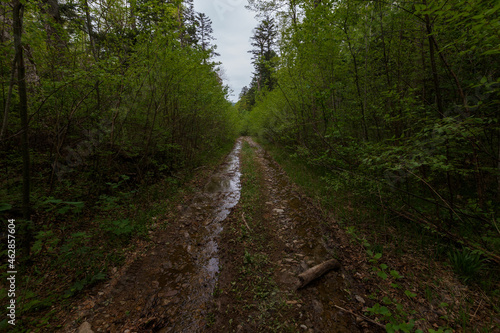 Forest Road. Bad forest road in the Russian taiga. An old timber road in the taiga.