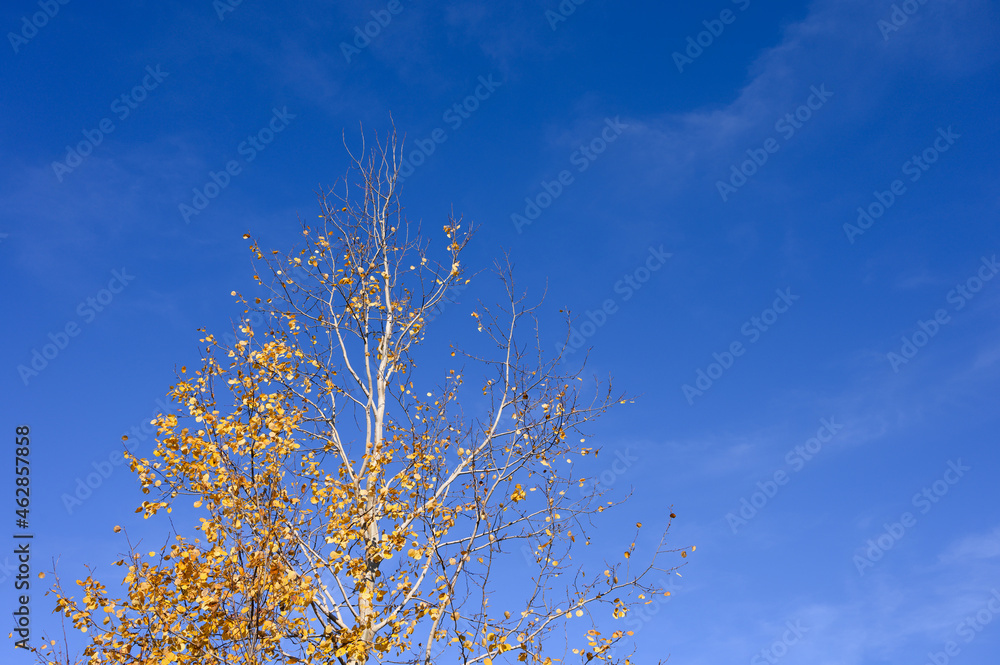 Autumn leaves sway in the wind against blue sky. Nature concept Autumn leaves sway in the wind against blue sky. Nature concept