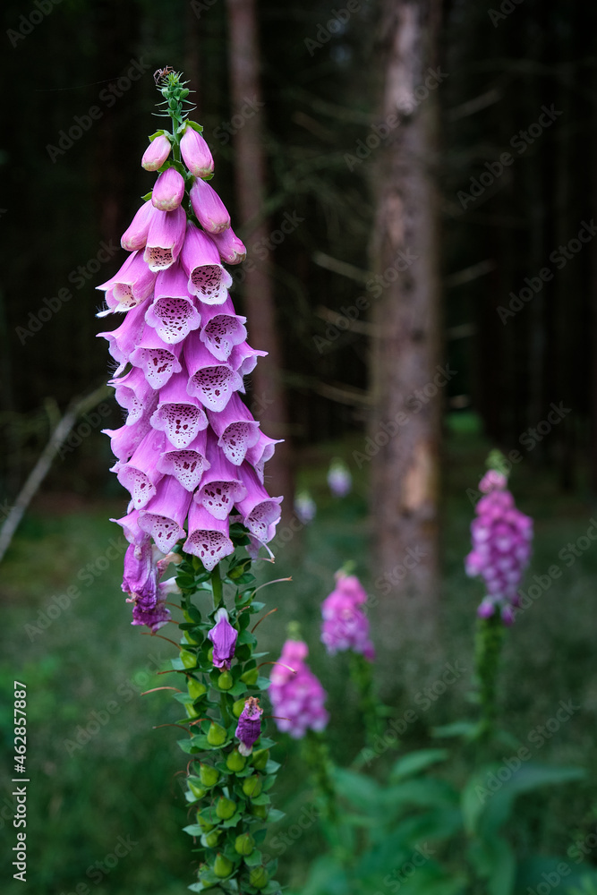 Obraz premium Digitalis purpurea flower, foxglove,common foxglove, purple foxglove,lady's glove. Dark unsharp trees and forest in background. Amersfoort,the netherlands.Original source of the heart medicine digoxin