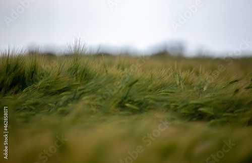 Peaceful green field in Hungary