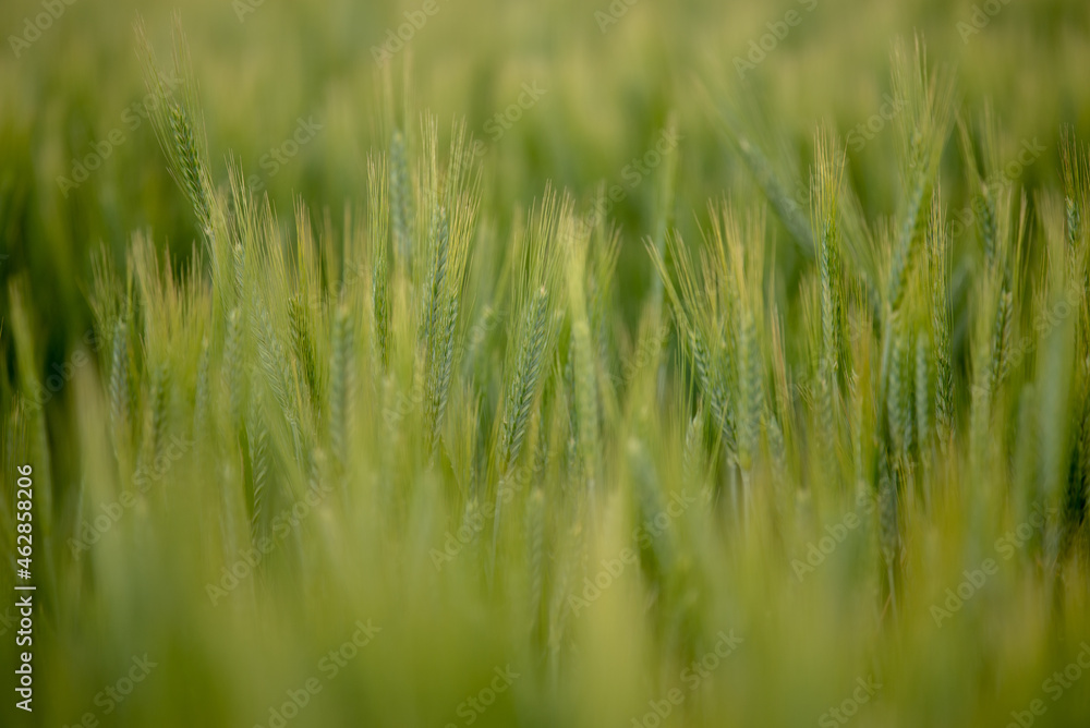 Peaceful green field in Hungary Peaceful green field in Hungary
