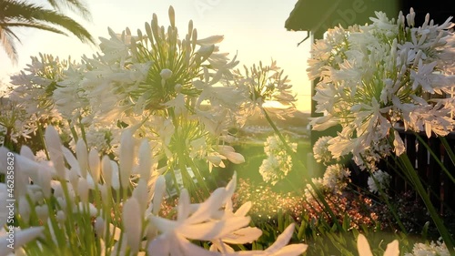 Agapanthus flowers in a garden bathed in the sunset sun in summer