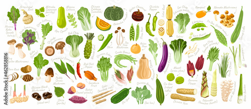 Fototapeta Naklejka Na Ścianę i Meble -  Asian vegetables set. Big collection of fresh delicious vegetarian products, exotic cooking ingredients, healthy food. Bundle of hand-drawn cartoon isolated vector illustrations.