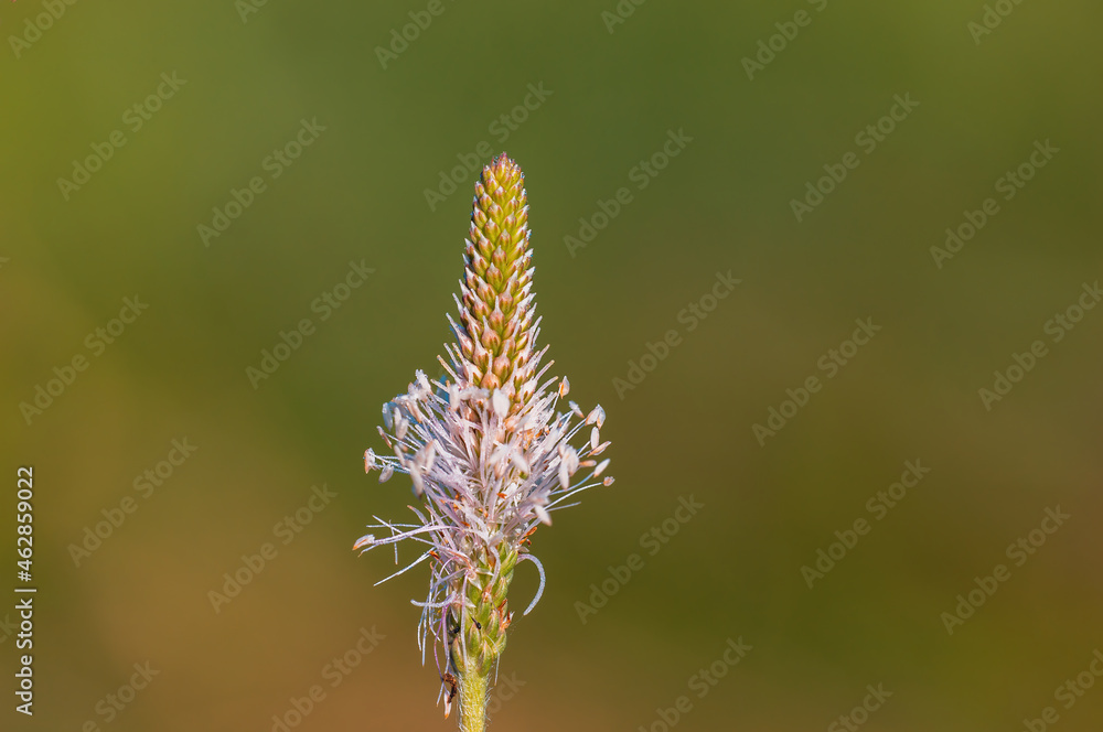 Fototapeta premium cream white blossom in the morning light