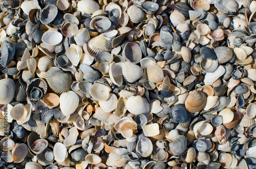 Shells on sea beach, close up