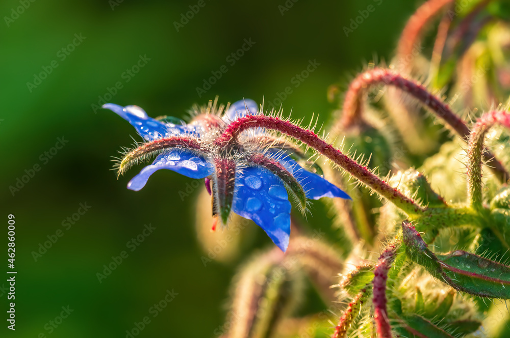 strong blue borage bloom in the morning light strong blue borage bloom in the morning light