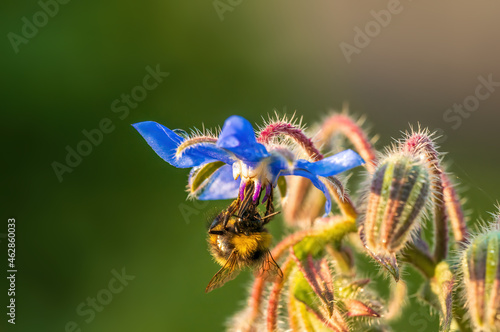 strong blue borage bloom in the morning light © Mario Plechaty