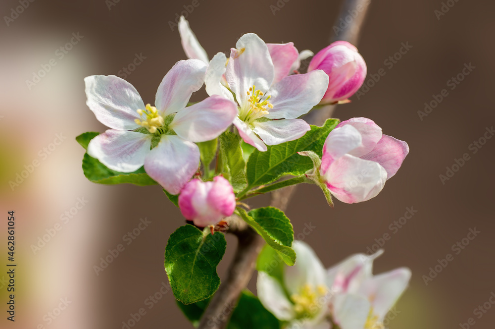 delicate apple blossom blooms on a branch delicate apple blossom blooms on a branch