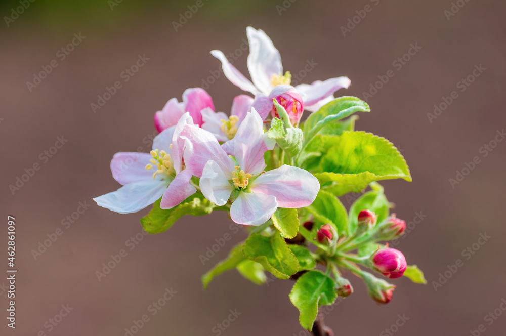 Obraz premium delicate apple blossom blooms on a branch