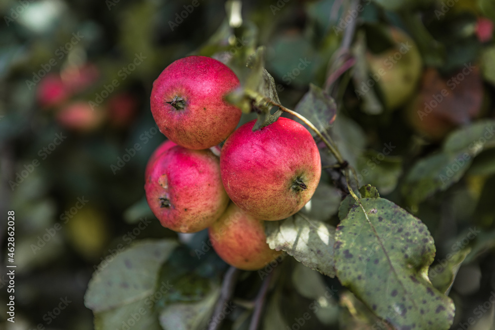 Bunches of ripe apples on a branch of an apple tree, brightly lit by the sun. Harvest concept Bunches of ripe apples on a branch of an apple tree, brightly lit by the sun. Harvest concept