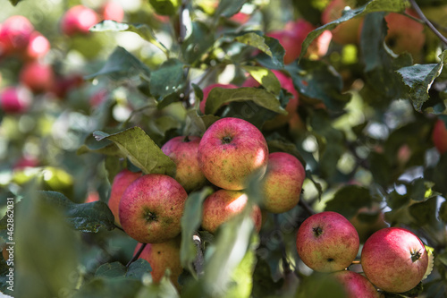 Bunches of  ripe apples on a branch of an apple tree, brightly lit by the sun. Harvest concept
