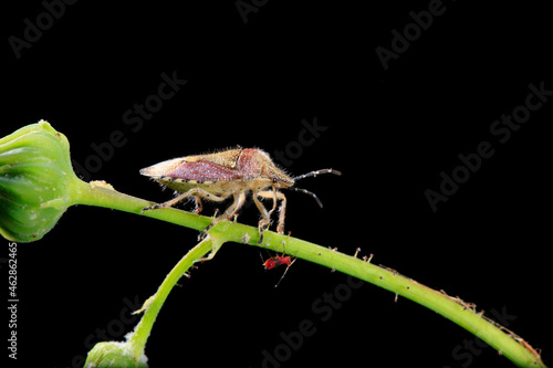  Dolycoris baccarum Linnaeus,  sloe bug photo