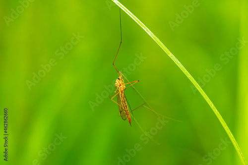 Nephrotoma appendiculata, spotted cranefly