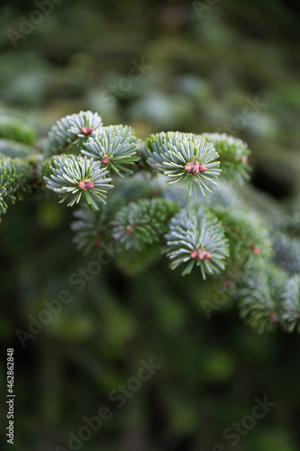 Close up of green pine needles