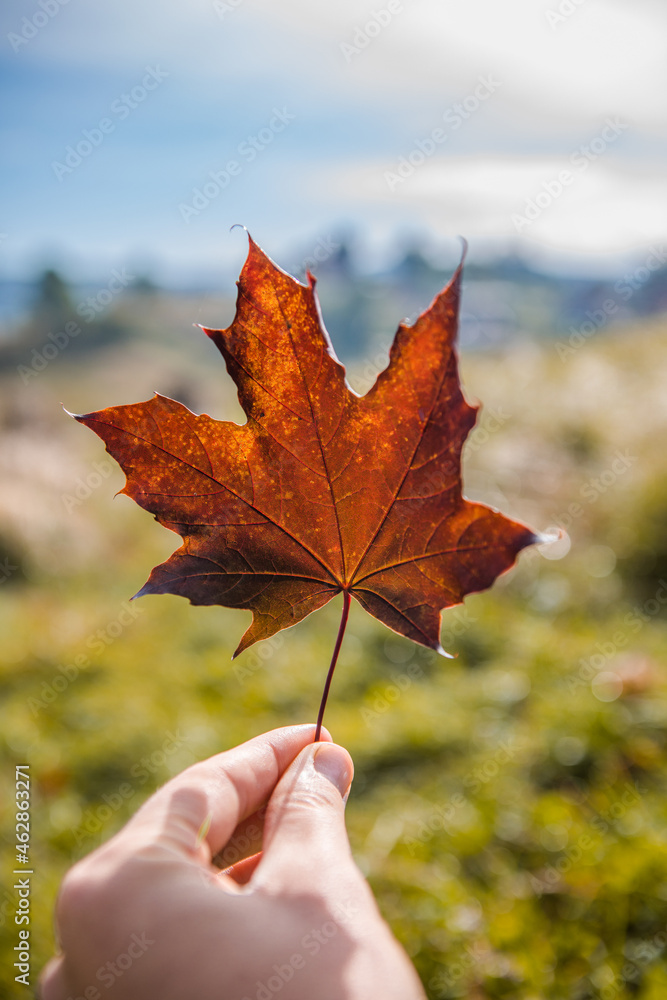 Hand holds a red maple leaf on the  Autumn background.