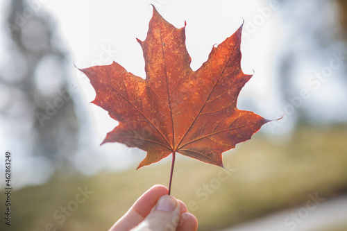 Hand holds a red maple leaf on the  Autumn background.