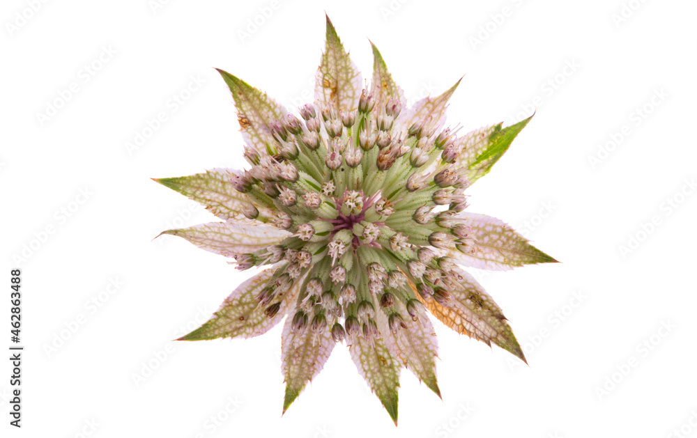 astrantia flower isolated astrantia flower isolated