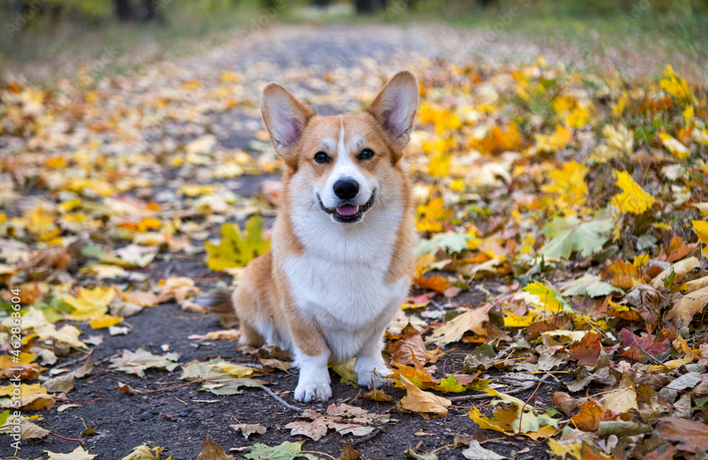 portrait of welsh corgi pembroke portrait of welsh corgi pembroke
