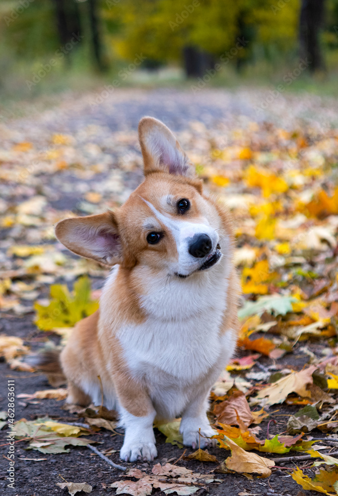 portrait of welsh corgi pembroke portrait of welsh corgi pembroke