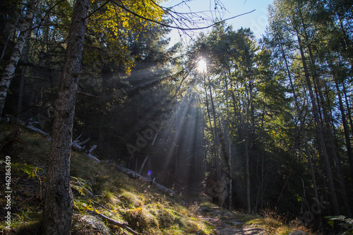 The light that filters through the trees