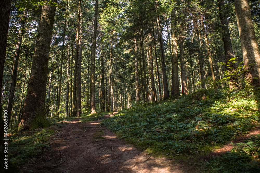 Summer forest landscape in sunny weather - trees and narrow path lit by soft sunlight. Summer forest landscape in sunny weather - trees and narrow path lit by soft sunlight.