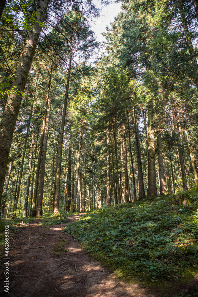 Summer forest landscape in sunny weather - trees and narrow path lit by soft sunlight. Summer forest landscape in sunny weather - trees and narrow path lit by soft sunlight.