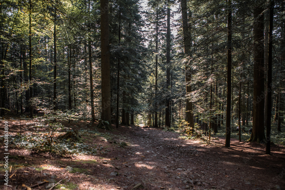 Summer forest landscape in sunny weather - trees and narrow path lit by soft sunlight. Summer forest landscape in sunny weather - trees and narrow path lit by soft sunlight.