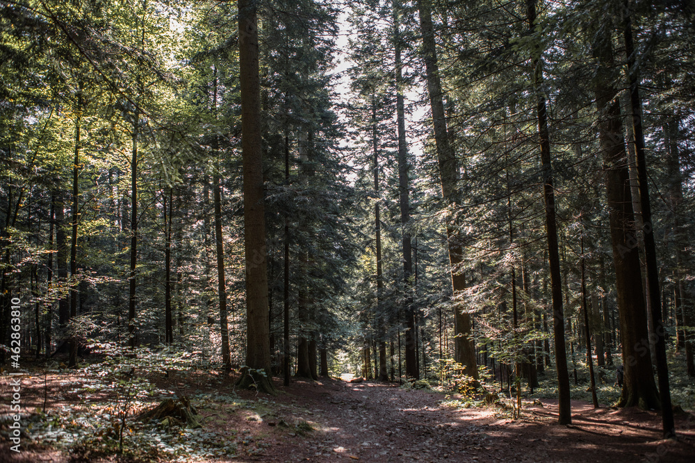 Summer forest landscape in sunny weather - trees and narrow path lit by soft sunlight. Summer forest landscape in sunny weather - trees and narrow path lit by soft sunlight.