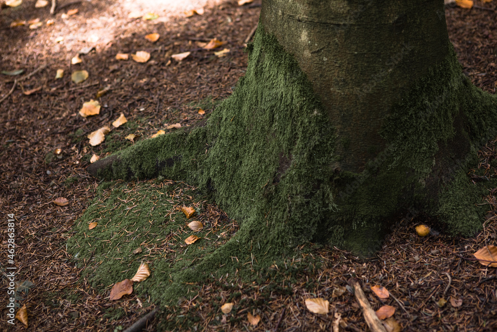 Green moss is growing at the root of the tree. Moss texture in nature for wallpaper. soft focus. Green moss is growing at the root of the tree. Moss texture in nature for wallpaper. soft focus.